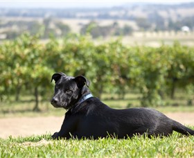 Moothi Estate Vineyard and Cellar Door - Accommodation Directory