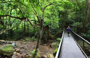 Rainforest Loop Walk Budderoo National Park - Accommodation Directory