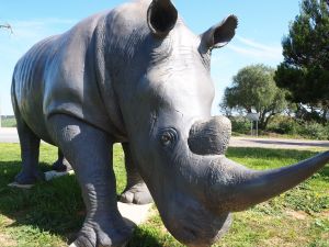 Tailem Bend Rhino Park and Dickson Reserve - Accommodation Directory